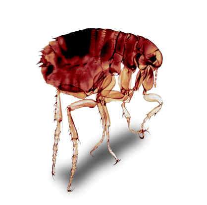Pulga del Hombre (Pulex irritans)